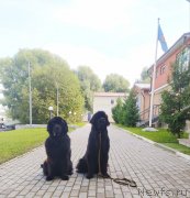 Превью фото № 247423