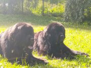 Превью фото № 247425