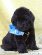 Превью фото № 247465