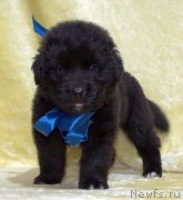 Превью фото № 247466