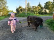 Превью фото № 247502