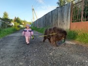 Превью фото № 247504