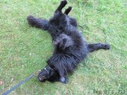 Превью фото № 247509