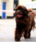 Превью фото № 247516