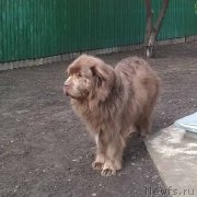 Превью фото № 247518