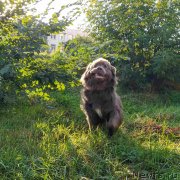 Превью фото № 247521