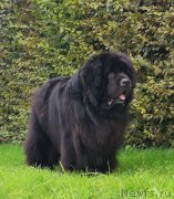 Превью фото № 247526