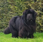 Превью фото № 247529