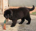 Превью фото № 24771