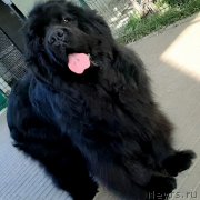 Превью фото № 247759