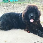 Превью фото № 247780