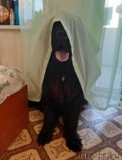 Превью фото № 247810