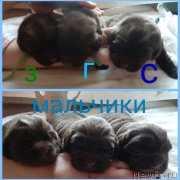 Превью фото № 247813