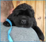 Превью фото № 247821