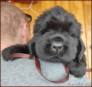 Превью фото № 247822