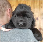 Превью фото № 247823