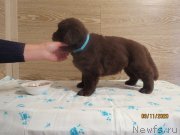 Превью фото № 247850