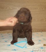 Превью фото № 247851