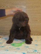 Превью фото № 247855