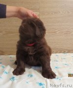 Превью фото № 247861