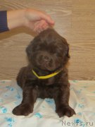 Превью фото № 247864