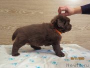 Превью фото № 247865