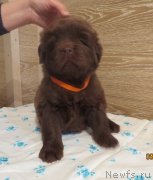 Превью фото № 247866