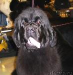 Превью фото № 2479