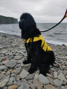 Превью фото № 247906