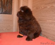 Превью фото № 248058