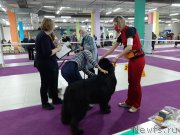 Превью фото № 248062