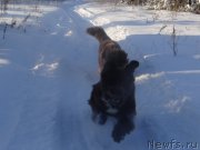 Превью фото № 248101