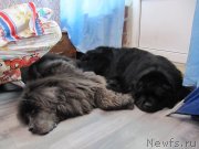 Превью фото № 248139