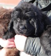 Превью фото № 248146