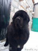 Превью фото № 248195