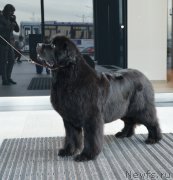 Превью фото № 248228