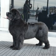 Превью фото № 248229