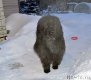 Превью фото № 248233