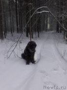 Превью фото № 248276