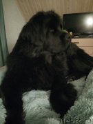 Превью фото № 248293