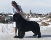 Превью фото № 248296