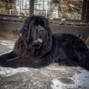 Превью фото № 248297