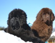 Превью фото № 248317