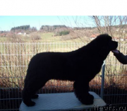 Превью фото № 248368