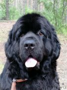 Превью фото № 248372