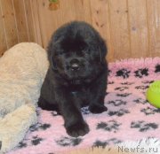 Превью фото № 248383