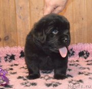 Превью фото № 248385