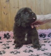 Превью фото № 248388