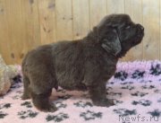 Превью фото № 248389