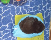 Превью фото № 248391